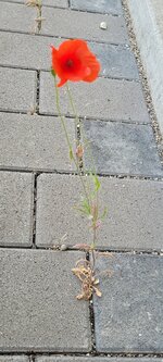 20250526_195816.jpg