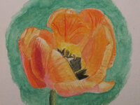 2025MTulpe5.jpg
