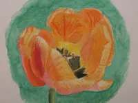 2025MTulpe5.jpg