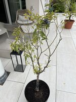 IMG_9182.jpeg