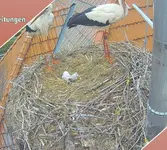 Screenshot_20250528_123025_Samsung Internet.webp