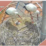 Screenshot_20250528_123203_Samsung Internet.webp