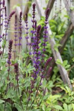 IMG_5147.JPG