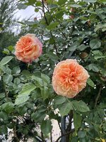 IMG_8679.jpeg