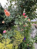 IMG_8680.jpeg