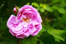 _MG_9505.webp