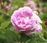 _MG_9980.webp