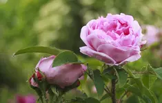 _MG_9912.webp