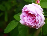 _MG_9913.webp
