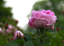 _MG_9815.JPG