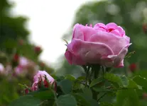 _MG_9815.webp