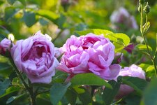 _MG_9678.JPG
