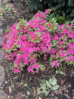 IMG_0296.JPEG