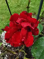 IMG_20250528_113029.webp