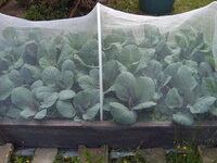 Kohl 29.05 (1).JPG