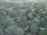 Kohl 29.05 (4).webp