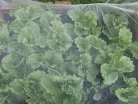 Salat 29.05 (1).webp
