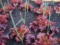 Salat 29.05 (2).webp