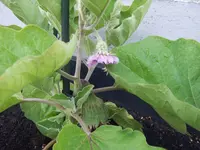 Auberginen 29.05 (1).webp