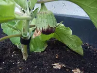 Auberginen 29.05 (2).webp