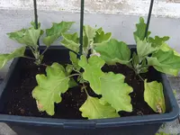 Auberginen 29.05 (3).webp