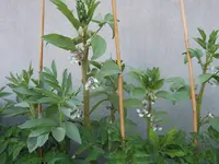 dicke Bohnen 29.05 (1).webp