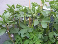 dicke Bohnen 29.05 (2).webp