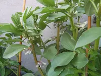 dicke Bohnen 29.05 (3).webp