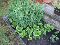 Zuckerschoten 29.05 (1).webp