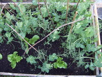 Erbsen 29.05.25.JPG