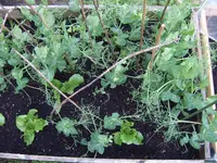 Erbsen 29.05.25.webp