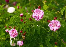 _MG_0013.webp