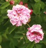 _MG_0036.webp