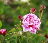 _MG_9981.webp