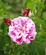 _MG_9982.webp
