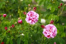 _MG_9983.webp