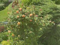 IMG_8682.jpeg