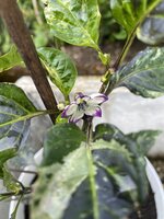IMG_8889.jpeg
