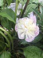 IMG_2319.jpeg