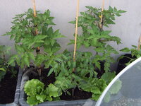 Tomaten 29.05 (1).JPG