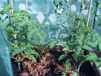 Tomaten 29.05 (9).webp