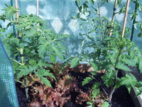 Tomaten 29.05 (9).JPG