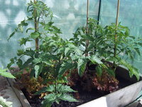 Tomaten 29.05 (10).JPG