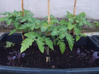 Tomaten 29.05 (11).JPG