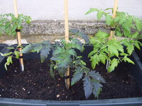 Tomaten 29.05 (12).JPG
