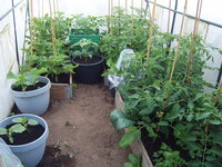 Tomaten 29.05 (13).JPG