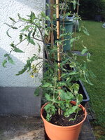 Tomaten 29.05 (14).JPG