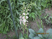 einfache Königskerze 11.05.25.JPG