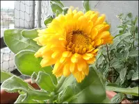c029.webp