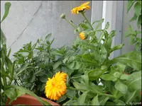 c030.webp